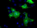 GORASP1 Antibody in Immunocytochemistry (ICC/IF)