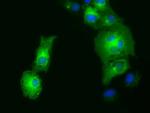 GORASP1 Antibody in Immunocytochemistry (ICC/IF)