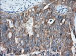 GORASP1 Antibody in Immunohistochemistry (Paraffin) (IHC (P))