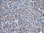 GORASP1 Antibody in Immunohistochemistry (Paraffin) (IHC (P))