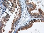 GORASP1 Antibody in Immunohistochemistry (Paraffin) (IHC (P))