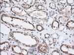 GORASP1 Antibody in Immunohistochemistry (Paraffin) (IHC (P))