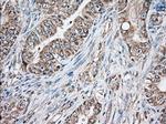 GORASP1 Antibody in Immunohistochemistry (Paraffin) (IHC (P))