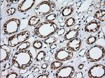 GORASP1 Antibody in Immunohistochemistry (Paraffin) (IHC (P))