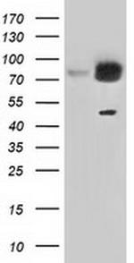 GORASP1 Antibody in Western Blot (WB)