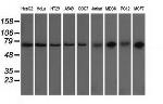 GORASP1 Antibody in Western Blot (WB)