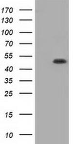 GORASP1 Antibody in Western Blot (WB)