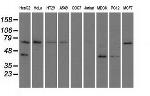 GORASP1 Antibody in Western Blot (WB)