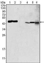 GOT2 Antibody in Western Blot (WB)