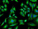 Rat IgG (H+L) Highly Cross-Adsorbed Secondary Antibody in Immunocytochemistry (ICC/IF)