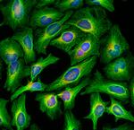 Rat IgG (H+L) Highly Cross-Adsorbed Secondary Antibody in Immunocytochemistry (ICC/IF)