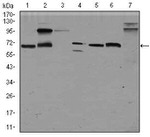 Glypican 3 Antibody in Western Blot (WB)