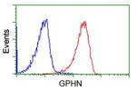 GPHN Antibody in Flow Cytometry (Flow)