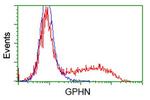 GPHN Antibody in Flow Cytometry (Flow)