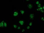 GPHN Antibody in Immunocytochemistry (ICC/IF)