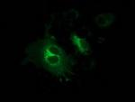 GPHN Antibody in Immunocytochemistry (ICC/IF)