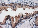 GPHN Antibody in Immunohistochemistry (Paraffin) (IHC (P))