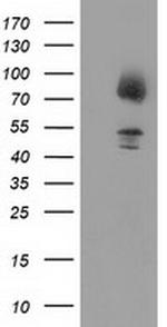 GPHN Antibody in Western Blot (WB)