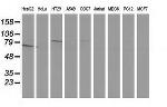 GPHN Antibody in Western Blot (WB)