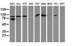 GPHN Antibody in Western Blot (WB)