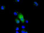 GPI Antibody in Immunocytochemistry (ICC/IF)