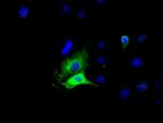 GPI Antibody in Immunocytochemistry (ICC/IF)