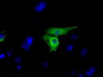 GPI Antibody in Immunocytochemistry (ICC/IF)