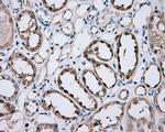 GPI Antibody in Immunohistochemistry (Paraffin) (IHC (P))