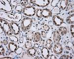 GPI Antibody in Immunohistochemistry (Paraffin) (IHC (P))