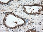 GPI Antibody in Immunohistochemistry (Paraffin) (IHC (P))