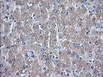 GPI Antibody in Immunohistochemistry (Paraffin) (IHC (P))