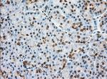 GPI Antibody in Immunohistochemistry (Paraffin) (IHC (P))