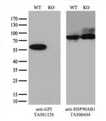 GPI Antibody