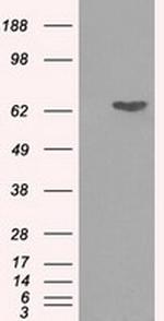 GPI Antibody in Western Blot (WB)