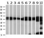 GPI Antibody in Western Blot (WB)