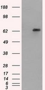 GPI Antibody in Western Blot (WB)