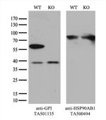 GPI Antibody in Western Blot (WB)