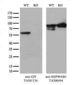 GPI Antibody in Western Blot (WB)