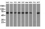 GPI Antibody in Western Blot (WB)