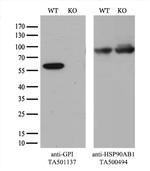 GPI Antibody in Western Blot (WB)