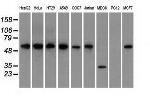 GPI Antibody in Western Blot (WB)