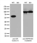 GPI Antibody in Western Blot (WB)