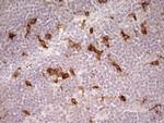 GPNMB Antibody in Immunohistochemistry (Paraffin) (IHC (P))