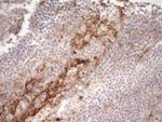 GPNMB Antibody in Immunohistochemistry (Paraffin) (IHC (P))