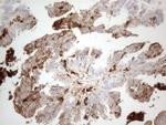 GPNMB Antibody in Immunohistochemistry (Paraffin) (IHC (P))