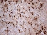 GPNMB Antibody in Immunohistochemistry (Paraffin) (IHC (P))