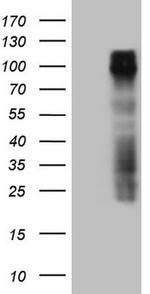 GPNMB Antibody in Western Blot (WB)