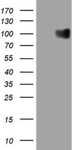 GPNMB Antibody in Western Blot (WB)