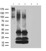 GPR26 Antibody in Western Blot (WB)