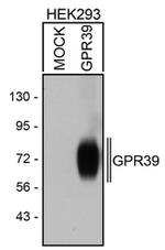 GPR39 Antibody in Western Blot (WB)